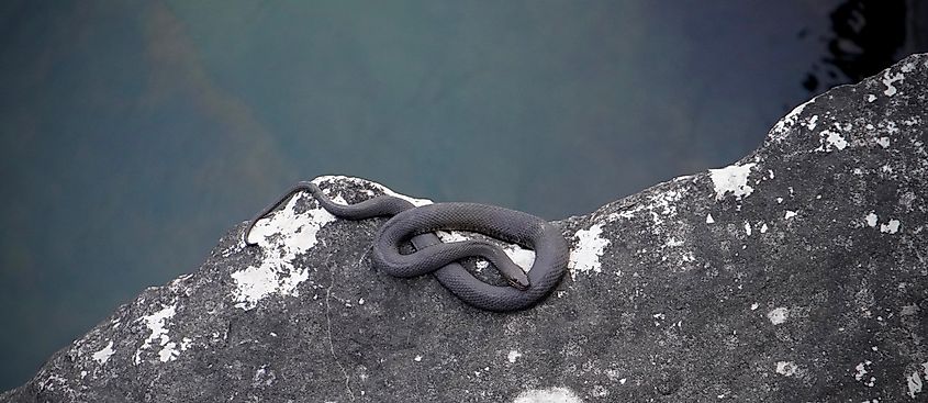 Black Rat Snake on rocks over Lake Erie.