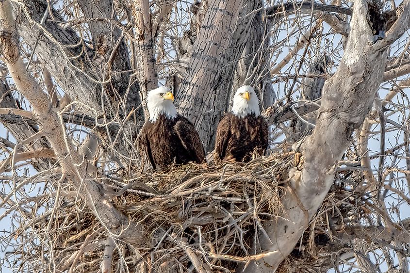 A pair of American bald eagles nesting.