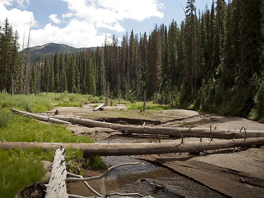 Rio Grande National Forest in Colorado.
