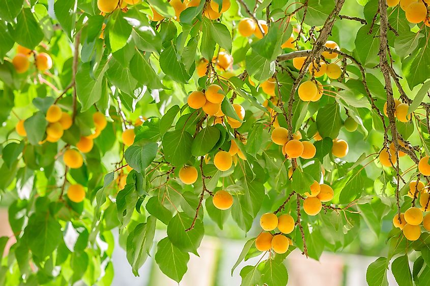 Les arbres fruitiers produisent-ils des fruits toute l'année en Amérique centrale