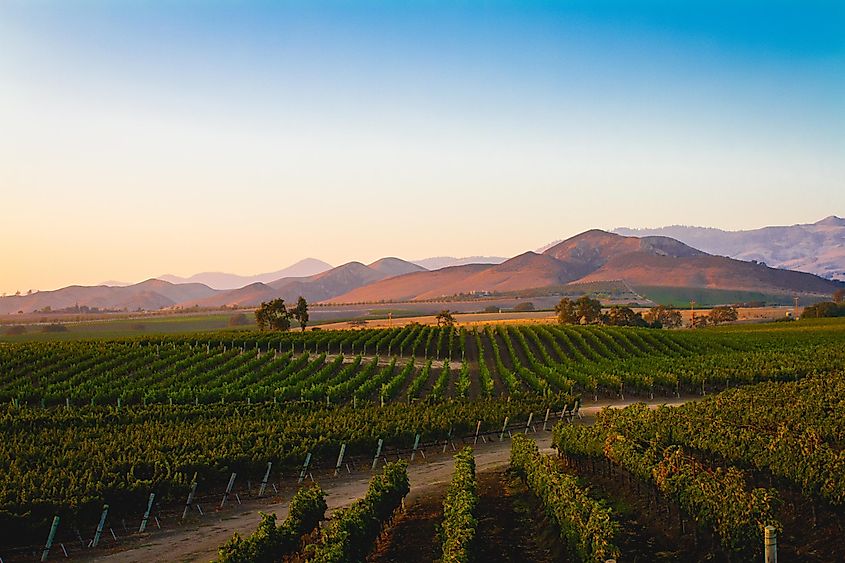 Vineyard in Santa Ynez, California.