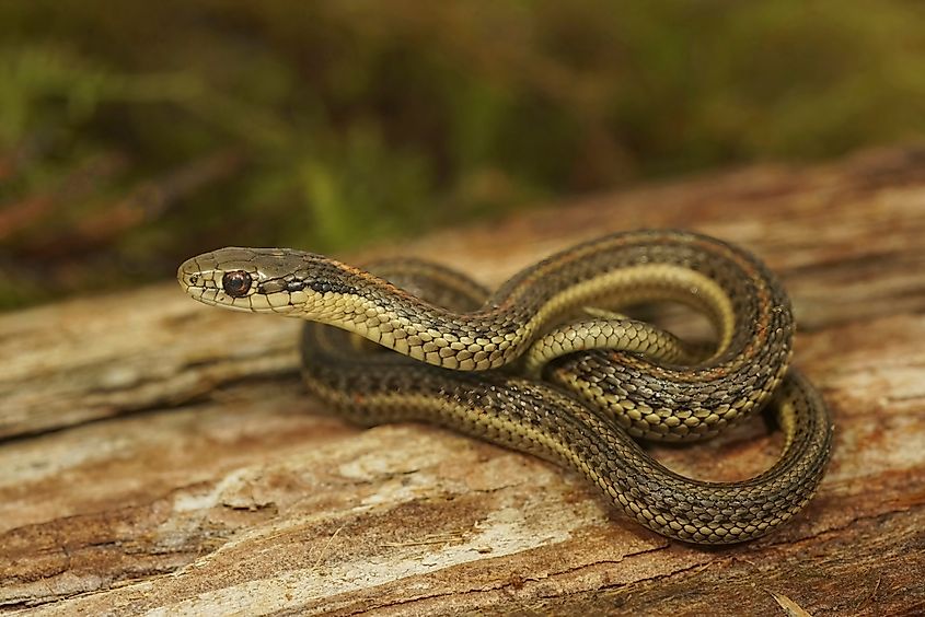 Natural closeup on a juvenile Northwestern Gartersnake, Thamnophis ordinoides, sitting on wood in Southern Oregon.