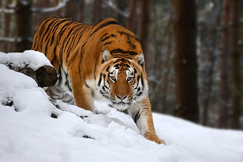 A Siberian tiger in the snow.