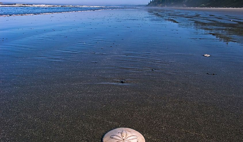 sand dollar during low tide at kalaloch beach in olympic national park washington