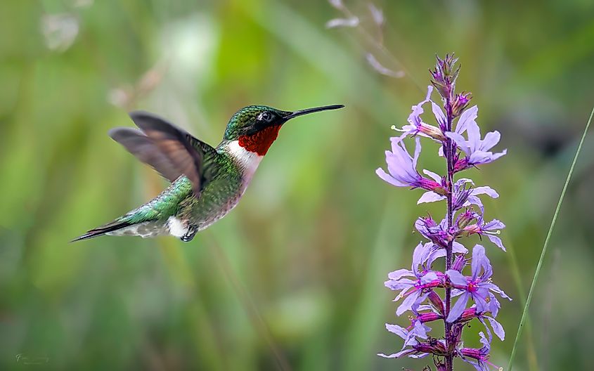 ruby throated hummingbird