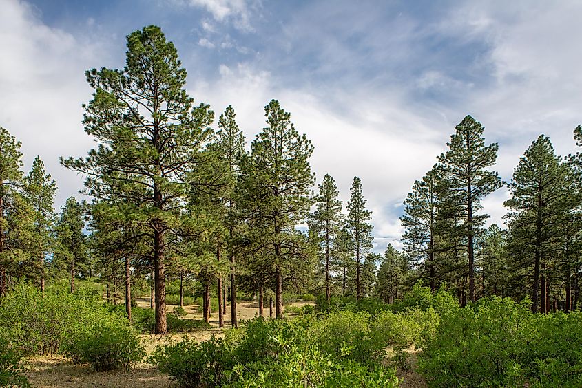 Ponderosa Pine Woodland, San Juan National Forest, Colorado