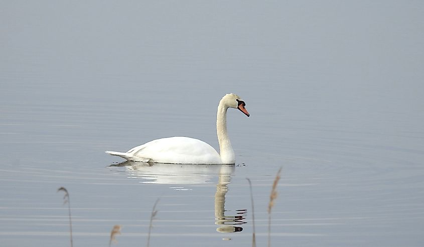 A mute swan swimming in the waters of the Bombay Hook National Wildlife Refuge, in Smyrna, Kent County, Delaware.