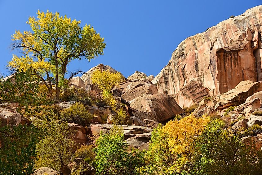 Beautiful fall colors and eroded rock formations on the hackberry canyon trail along the cottonwood canyon road in grand staircase escalante in southwestren utah, near kanab