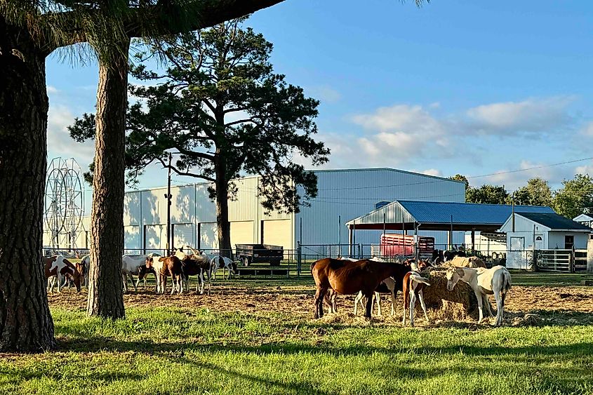 The ponies are penned at Chincoteague Carnivla Grounds before being auctioned Image credit Bryan Dearsley