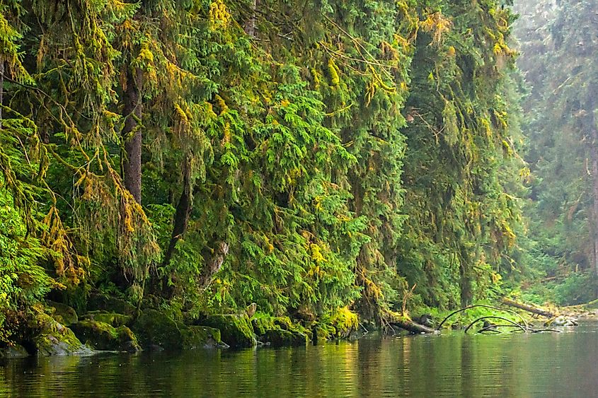 Tongass National Forest, Alaska.