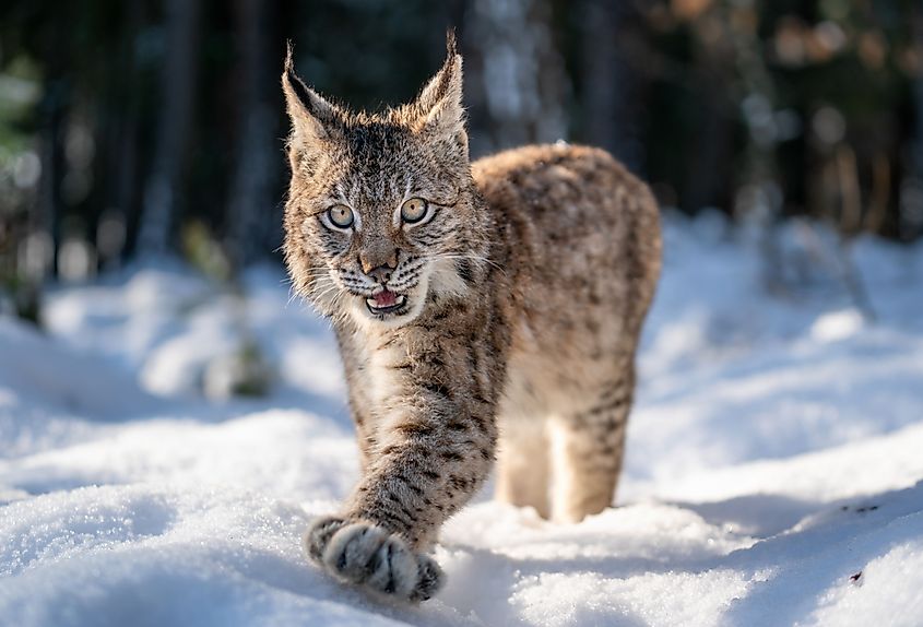 Close-up photo of lynx cub walking in the winter snowy forest with open mouth. Credit: Stanislov Duben/Shutterstock.com