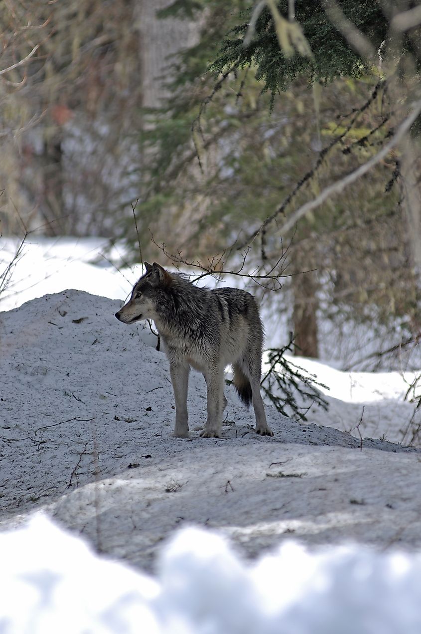 Wolf seen by the snow survey crew on the side of the Going-to-the-Sun Road