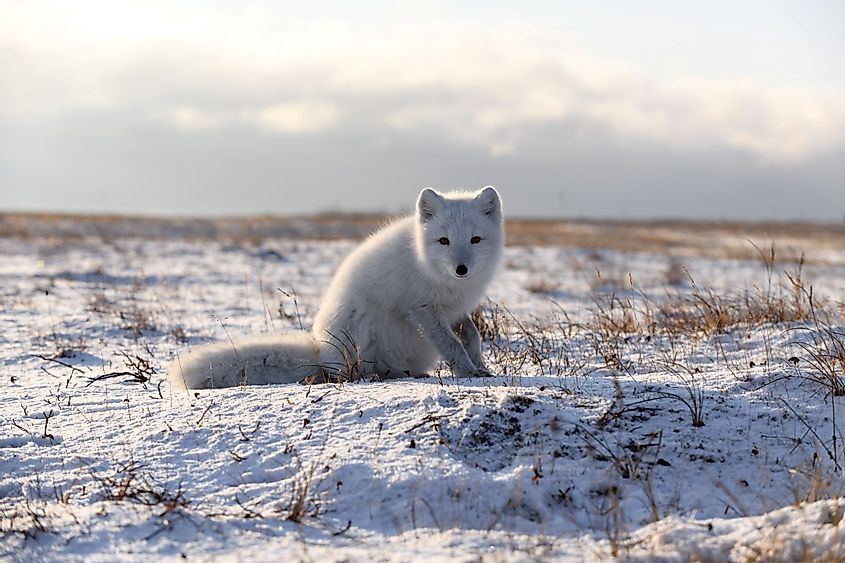 Arctic Fox (Vulpes lagopus) in wild tundra