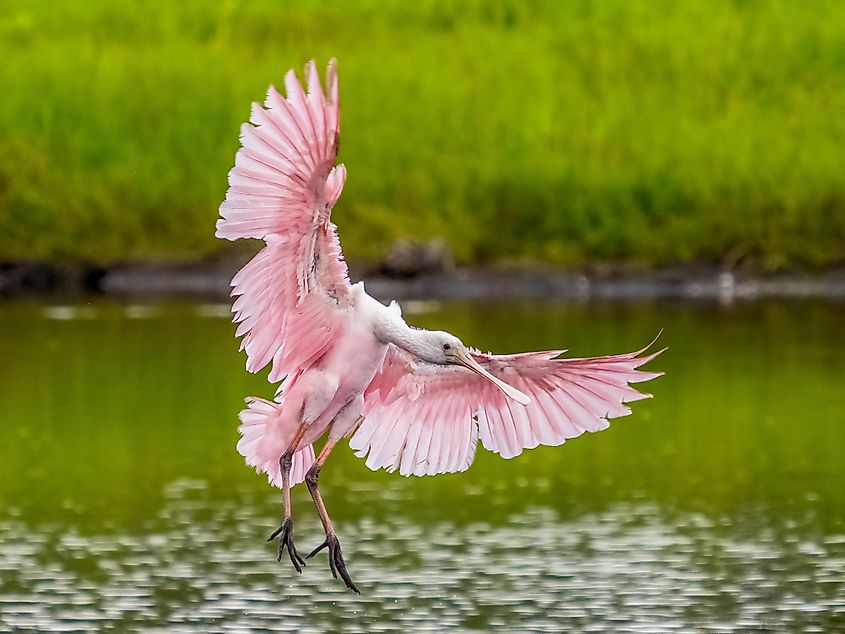 Pink and White Roseate Spoonbill with wings spread coming in to land on water in Myakka River State Park in Sarasota Florida