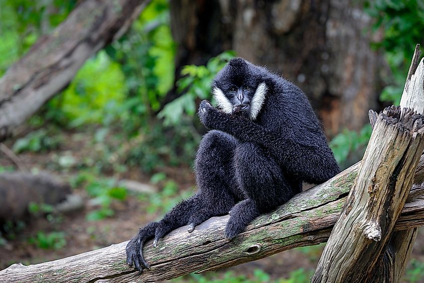 A northern white-cheeked gibbon hanging in a tree, representing the gibbon family Hylobatidae of small, brachiating apes native to Southeast Asia.