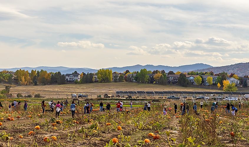 Pumpkin Festival at Chatfield State Park in Littleton, Colorado