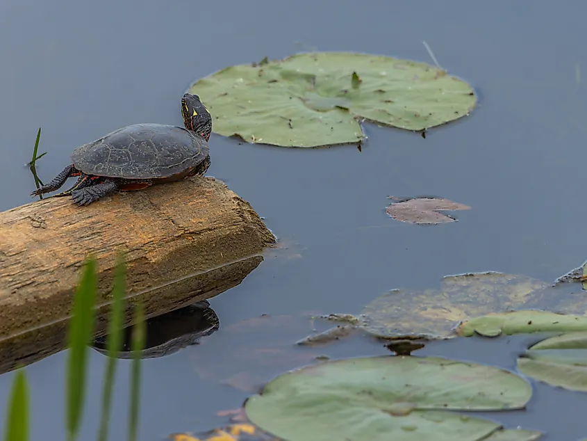 A turtle in Lake Erie.