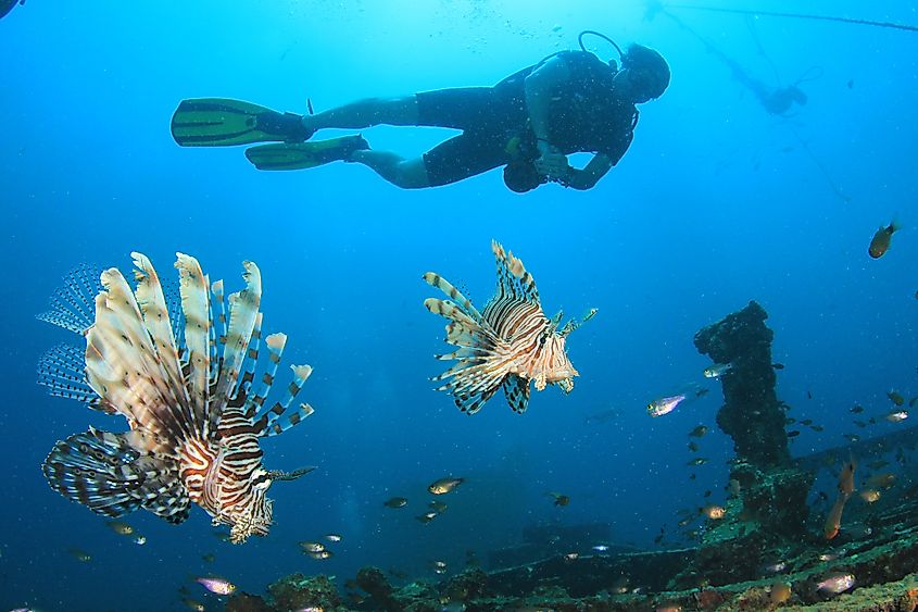 A scuba diver and a lionfish.