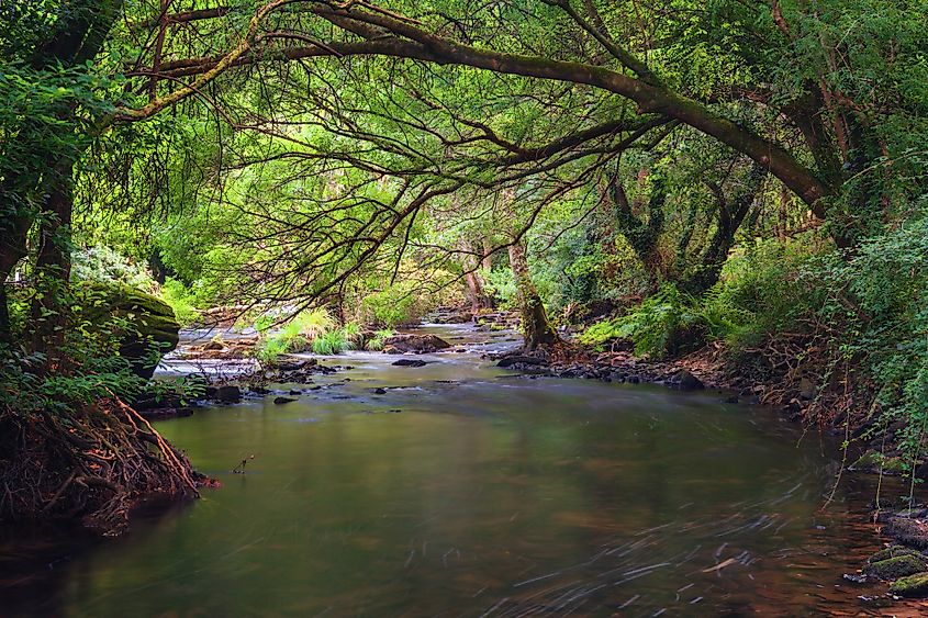 Spain forest