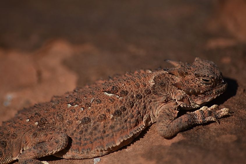 Horned lizard