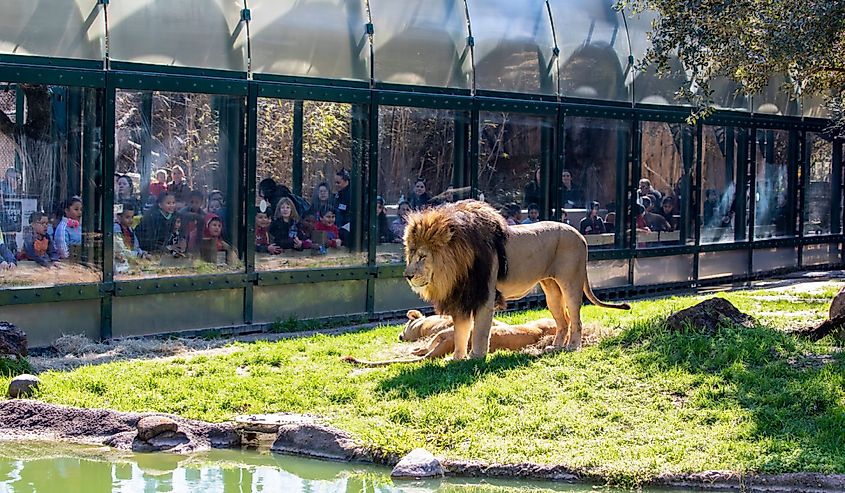 Tourists are watching Africa lion (Panthera leo) in the Houston Zoo.