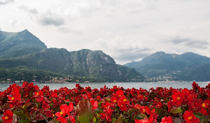 Flowers Lake Como