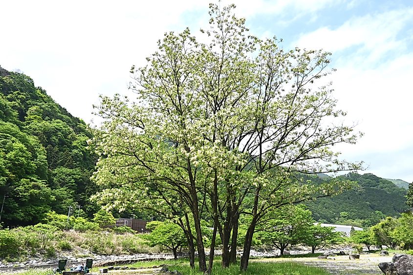 Black locust ( Robinia pseudoacacia ) flowers.