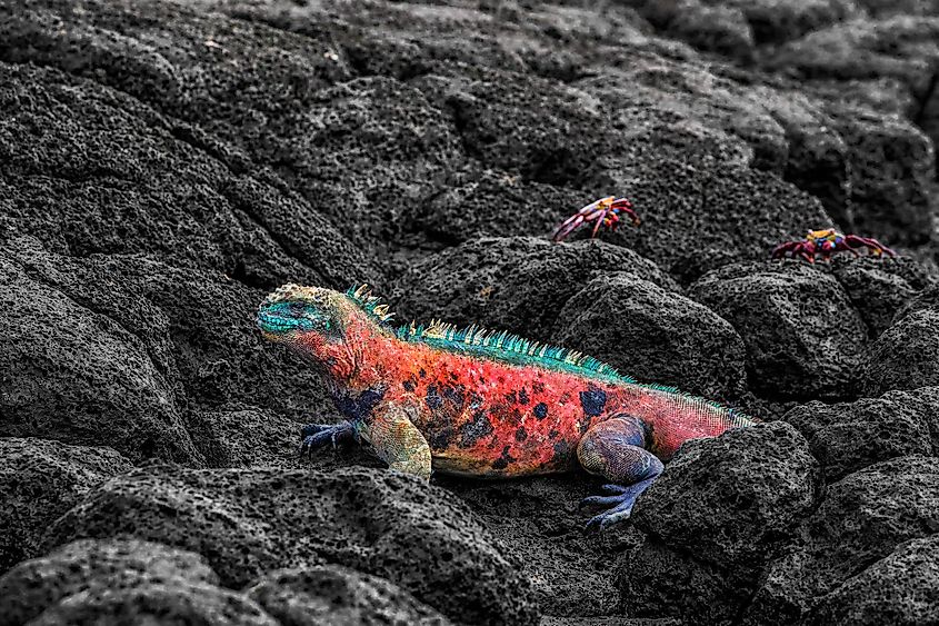 Galapagos endemic