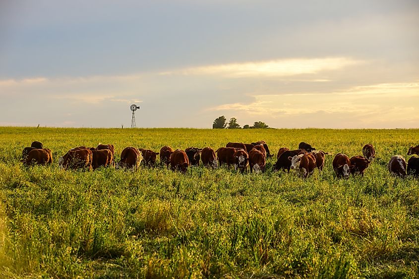 Cattle in the Pampas Countryside, La Pampa, Argentina.