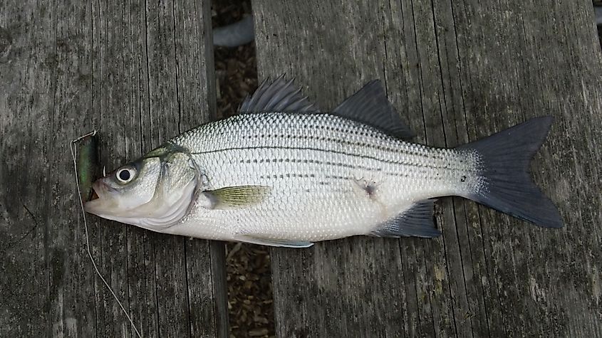 A white bass