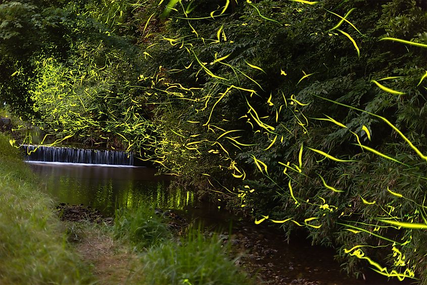 Genji fireflies lighting up a forest in Japan.