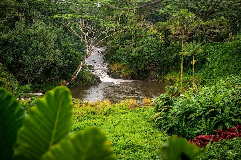 The Wailua River fed continuously from rainfall and the swamps at the top of Mount Waialeale.