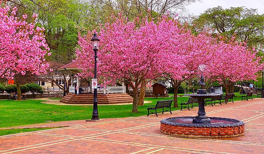 Pink trees in the park in full bloom in Bellafonte.