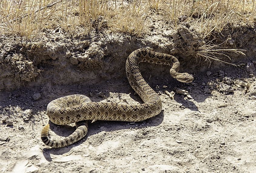 A Great Basin rattlesnake on the move.