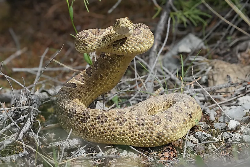 Prairie rattlesnake in a defensive position.