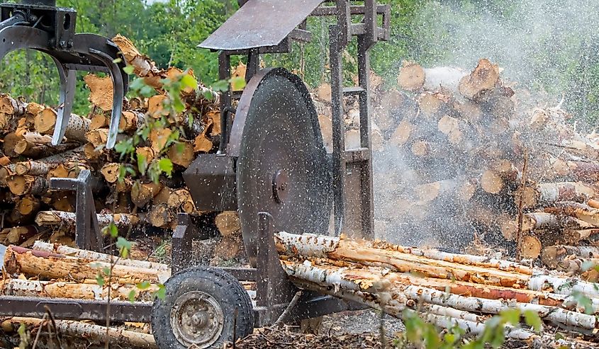 Cutting logs to length before shipping to paperpulp mill in the Chippewa National Forest, northern Minnesota.