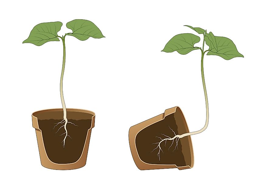 What Are The 5 Tropisms And The Plant�s Response To Each