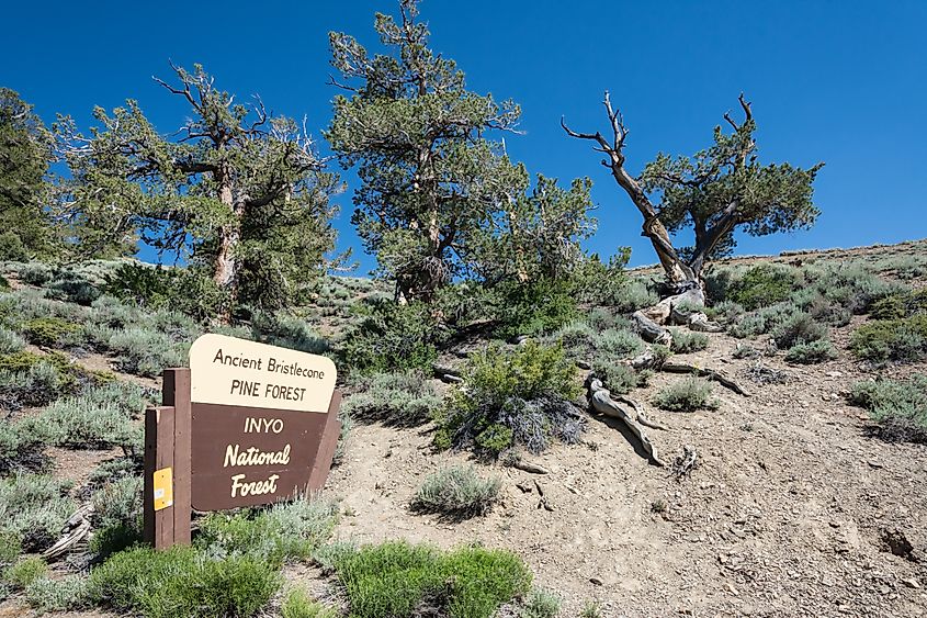 The Inyo National Forest.
