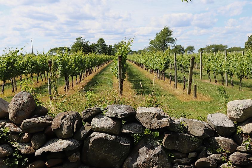 Sakonnet Vineyards in Little Compton, Rhode Island