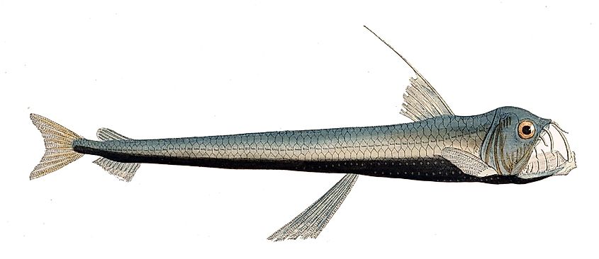 Sloane viperfish (Chauliodus sloani)