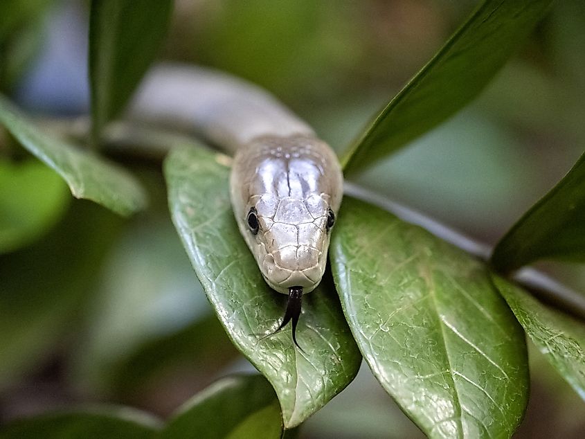 Black mamba, Dendroaspis polylepis (Credit: Vladislav T. Jirousek via Shutterstock)