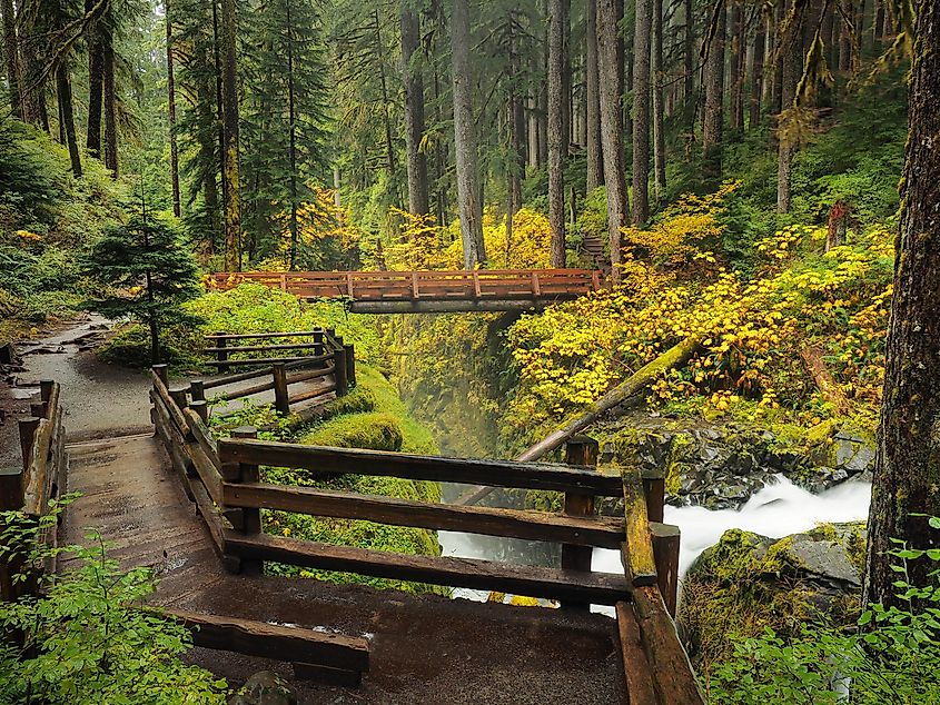 The Hoh Rainforest, Olympic National Park