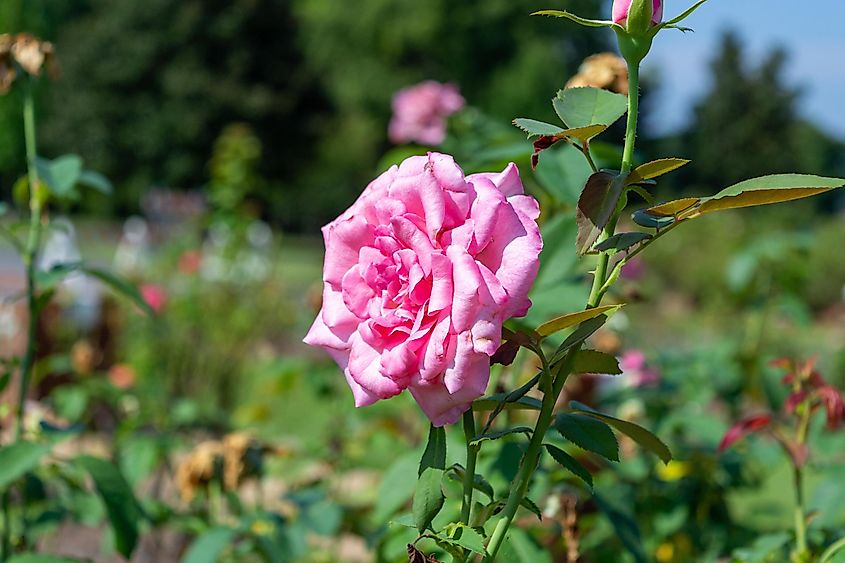 A closeup shot of a pink rose under the light in the garden in Thomasville, Georgia.