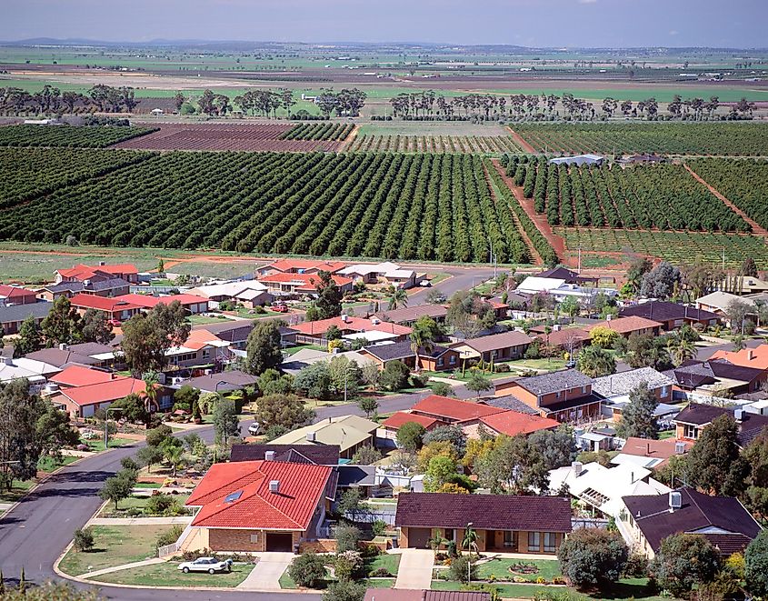 Fruit orchards near the New South Wales town of Griffith.