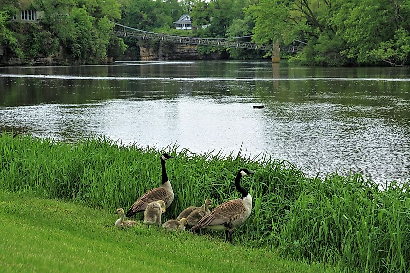 Canada geese family along the east band of the Iowa River in Iowa Falls, IA.