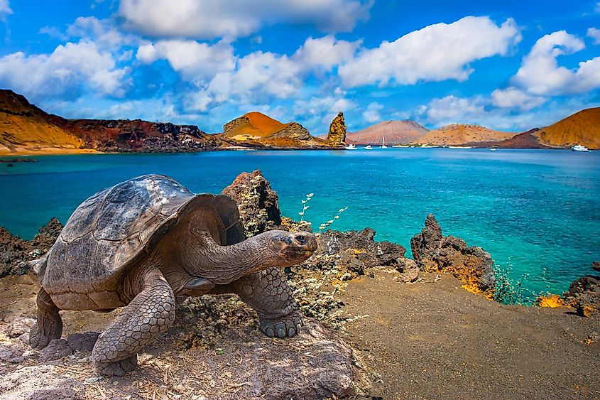 Galapagos Island in Ecuador