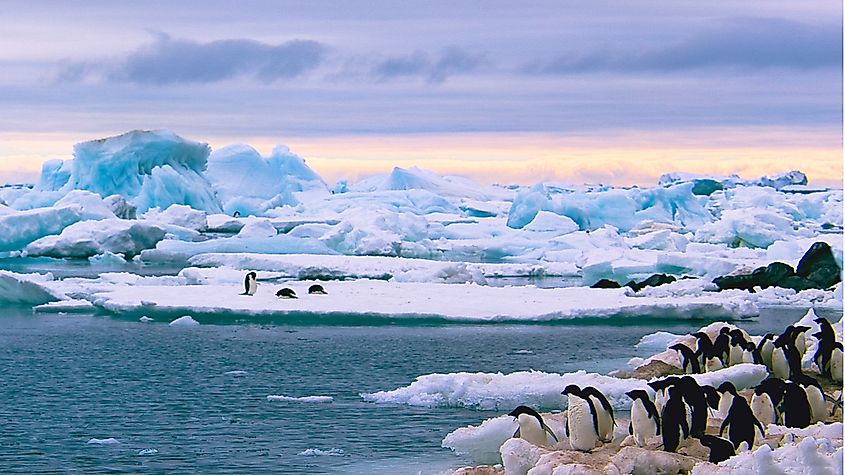 Penguins on an iceberg in Antarctica