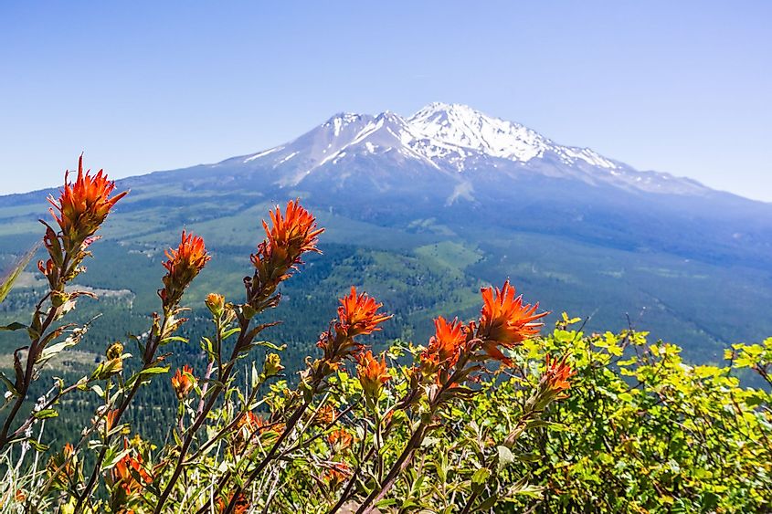 Indian paintbrush flowers blooming in Siskiyou County, California near Mount Shasta
