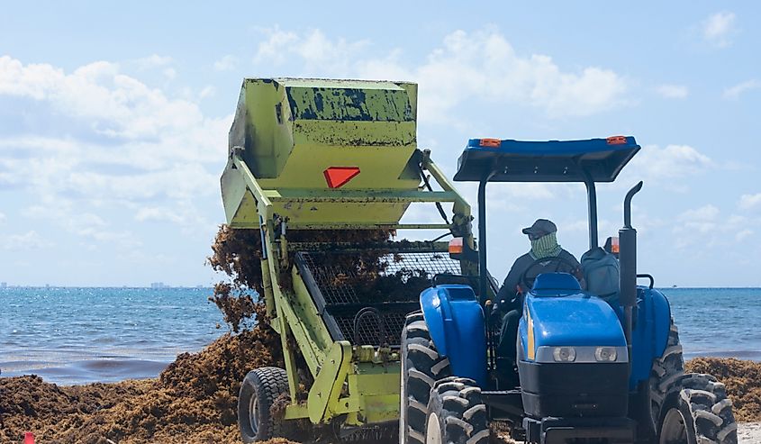 Heavy machinery removes Sargasso from the beach in Playa del Carmen, Mexico