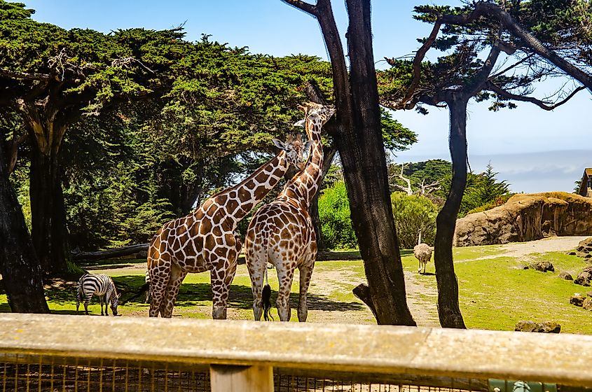 Editorial Photo Credit: Iv-olga via Shutterstock. San Francisco, CA, USA - February 9, 2019: Giraffes at the San Francisco Zoo.